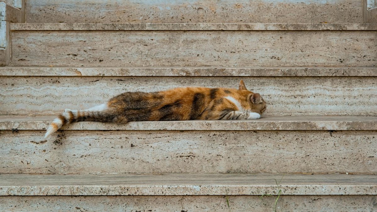 A cat peacefully naps on outdoor stone steps, enjoying a sunny day.