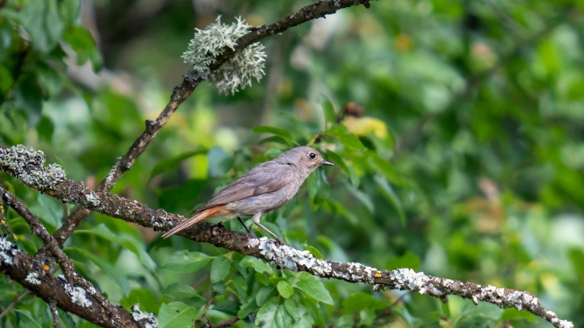 Common redstart bird perched on a lichen-covered branch in a lush green forest setting.