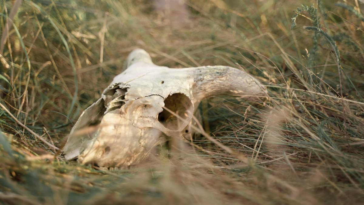 Close-up of an animal skull with horns lying in dry grass.