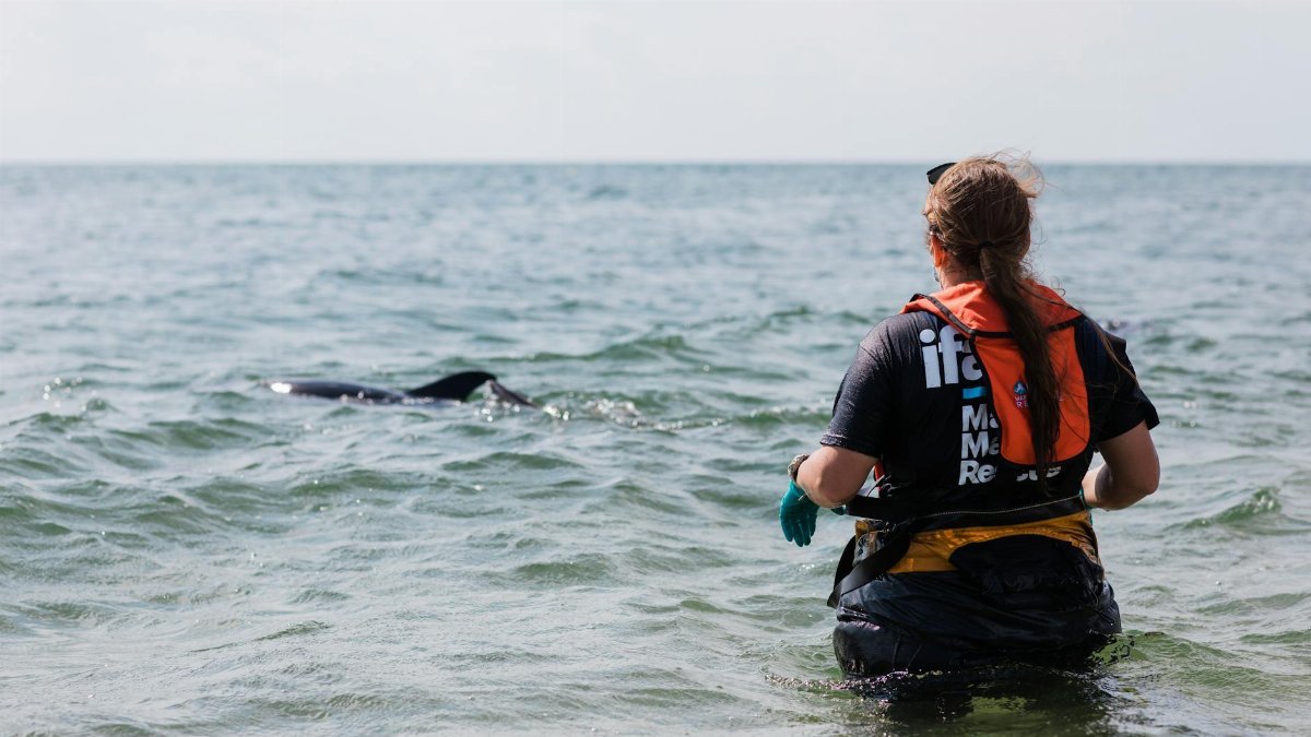 Volunteer aids dolphin release in Massachusetts waters.
