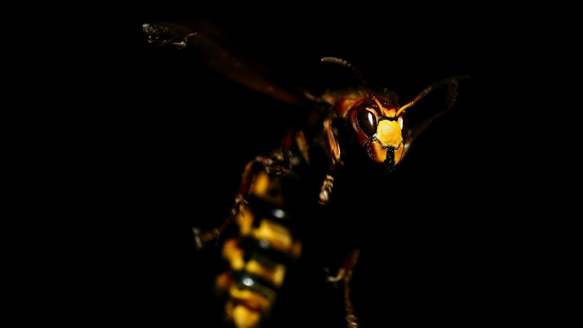 Close-up of a European hornet (Vespa crabro) flying with dark background, showcasing its intricate details.