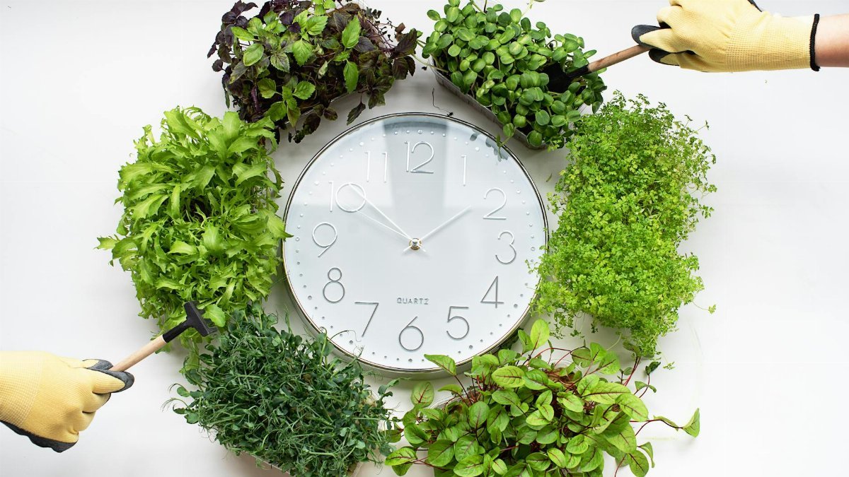 Creative arrangement of plants around a wall clock symbolizing green time.