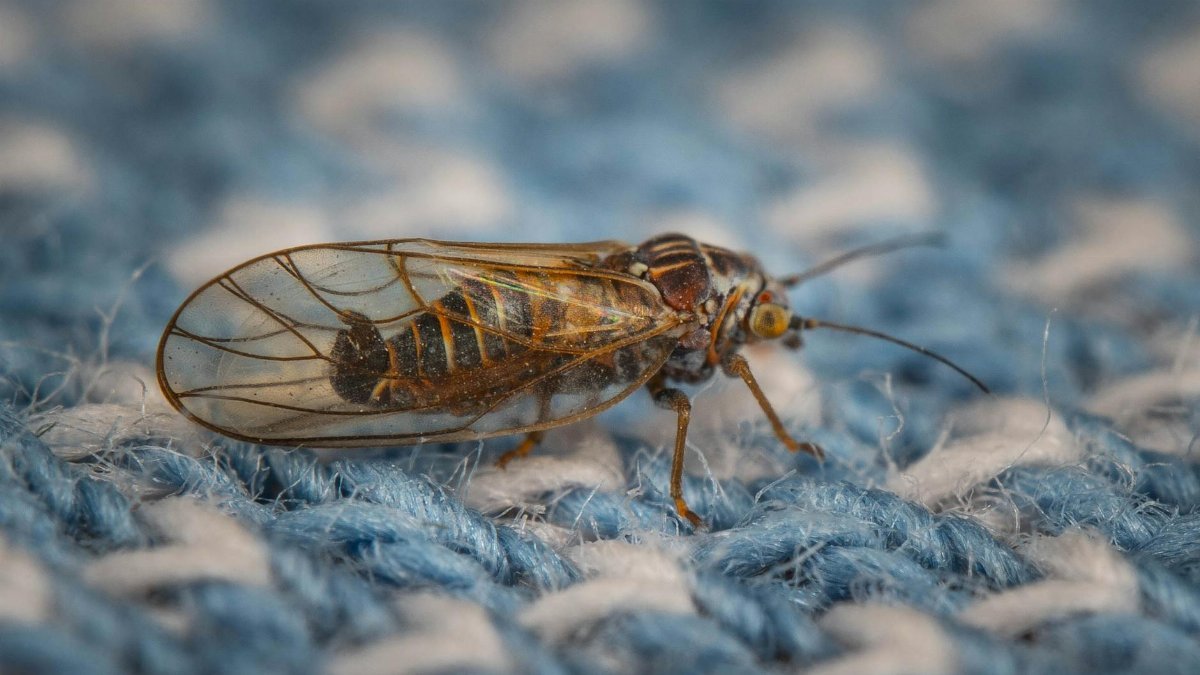 Detailed macro shot of a Cacopsylla insect on a blue woven textile.