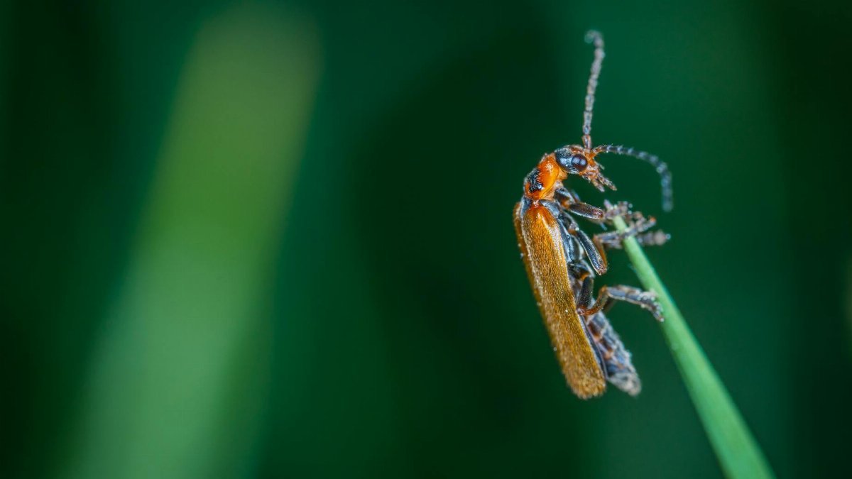 Macro shot of a small beetle resting on a leaf. Vibrant colors highlight the detail.