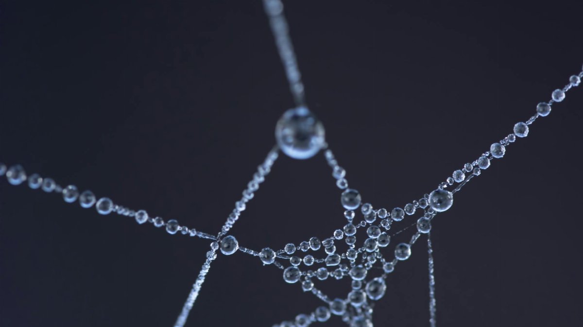 Close-up shot of a spider web with glistening water droplets, creating an artistic and abstract appearance.