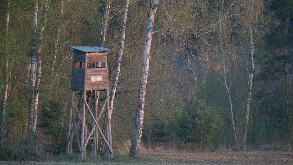 A rustic wooden hunting tower stands amidst birch trees in a forest glade.