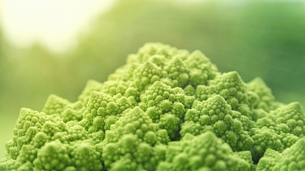Vibrant green Romanesco broccoli florets showcasing unique fractal patterns.