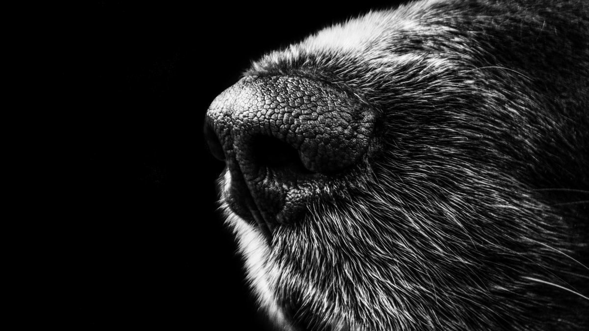 Detailed monochrome close-up of a dog's nose and fur, highlighting texture and contrast.
