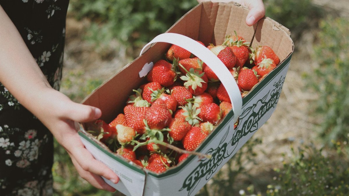 A person holds a basket full of fresh red strawberries in an outdoor setting, showcasing seasonal harvest.