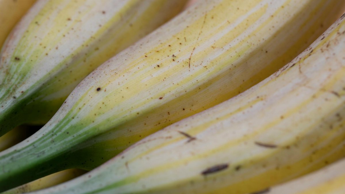 From above closeup of healthy fresh ripe yellow bananas with green stems and dark spots