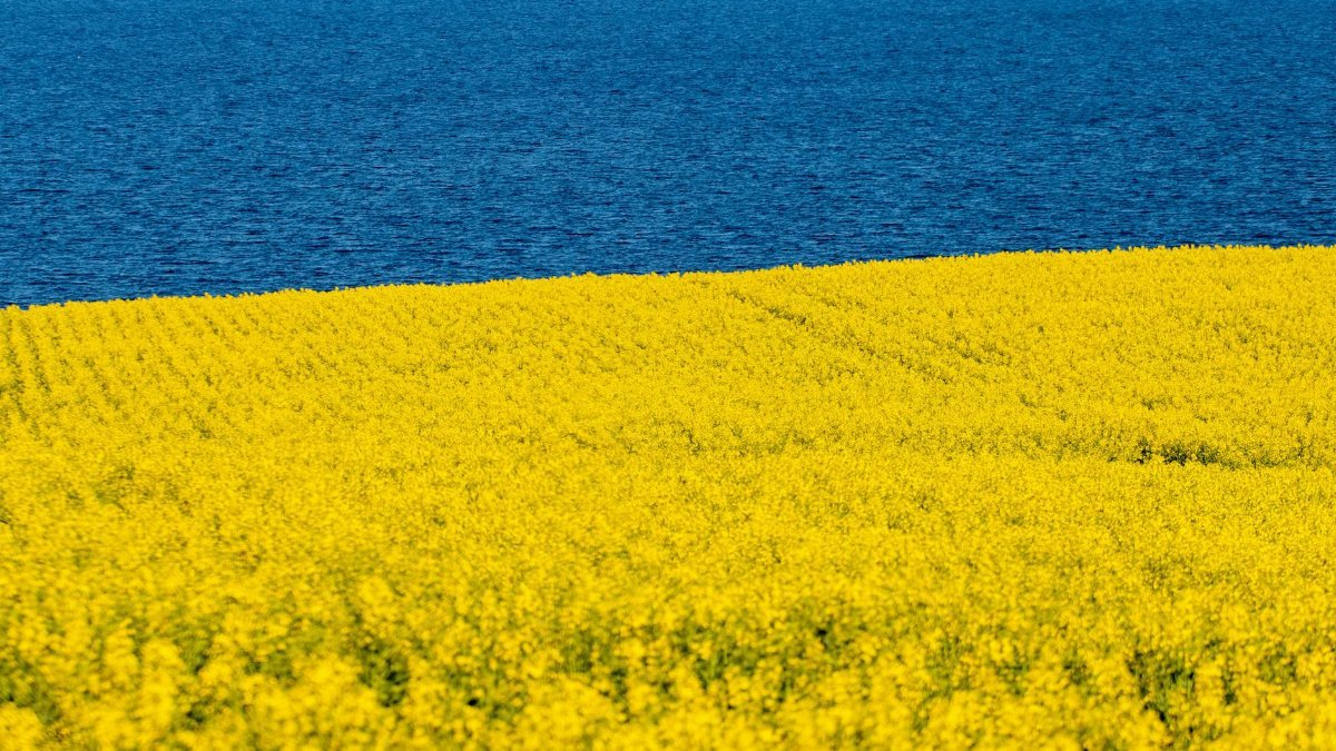 yellow field