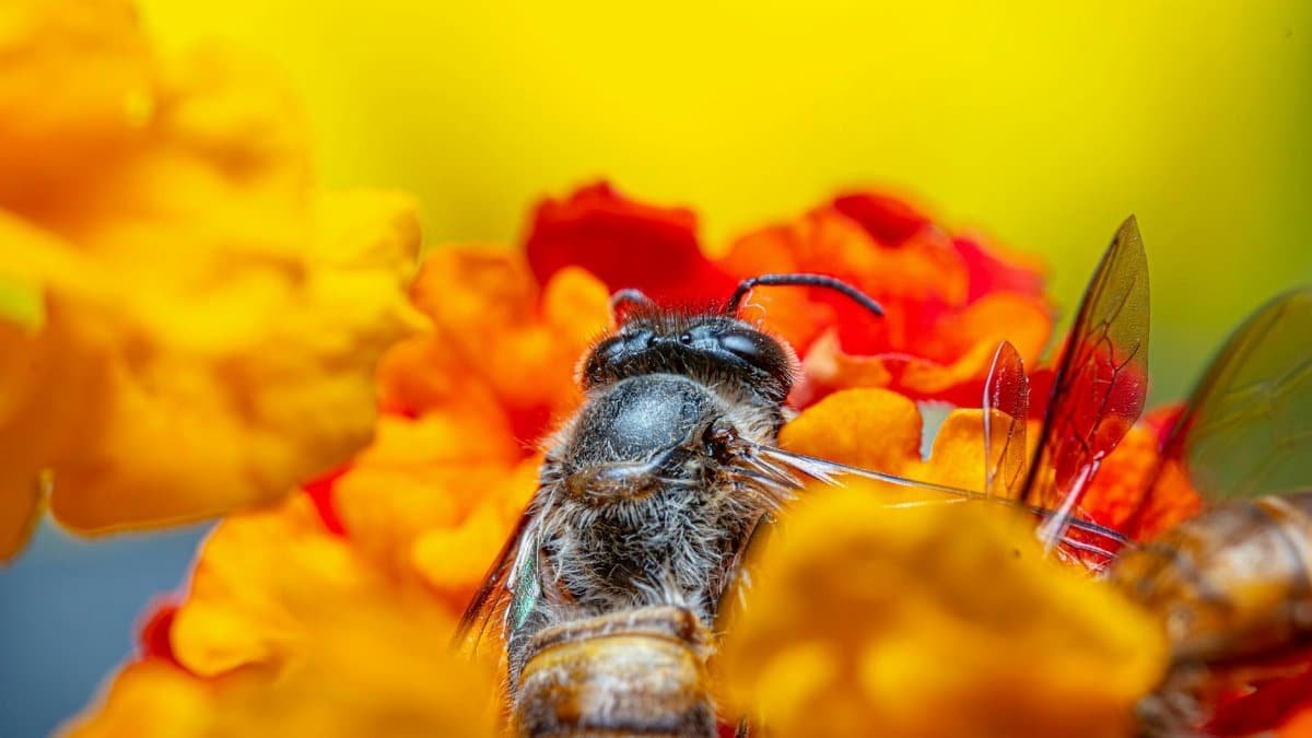 Macro shot of a honeybee on colorful orange and yellow flowers, capturing pollination in detail.