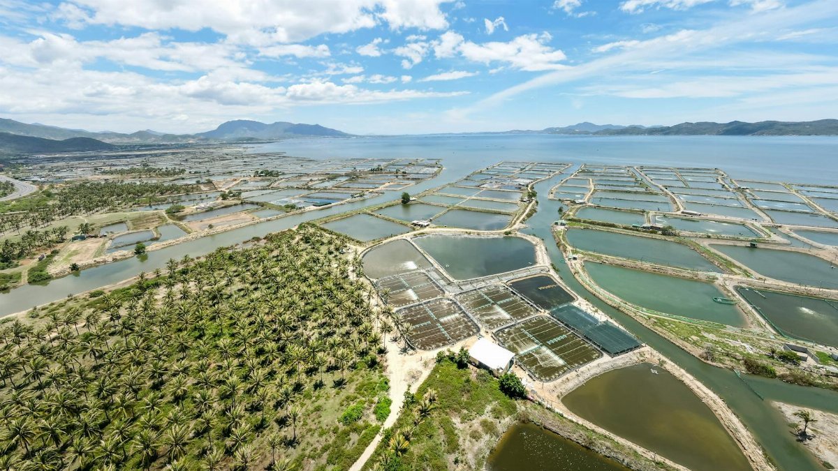 Aerial shot showcasing fish farms and a palm plantation along a coastal landscape under clear skies.
