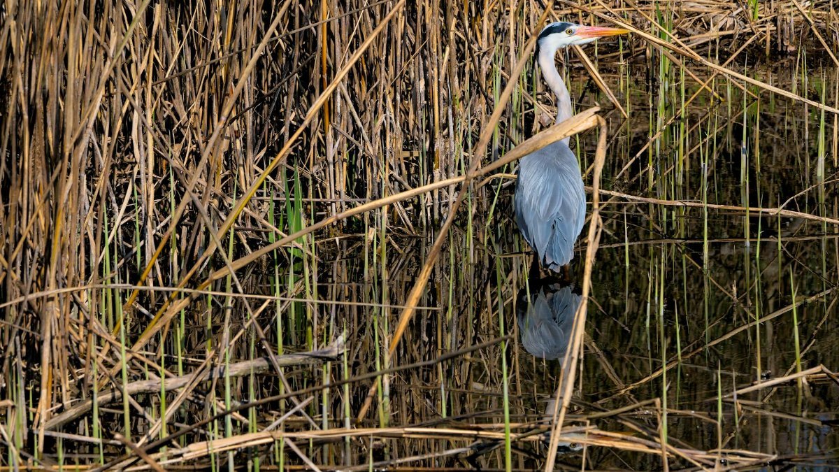 A Great Blue Heron stands gracefully among reeds in a lush wetland area.