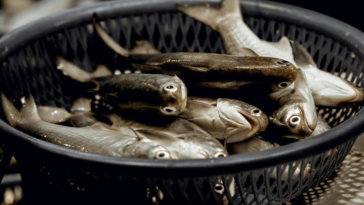 A close-up of fresh fish in a basket at a market in Keelung, Taiwan.