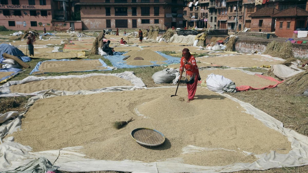 Women drying grain in a rural village with historic brick architecture, showcasing daily life in Nepal.