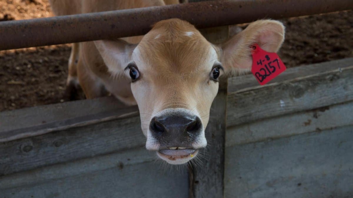 Close-up of a curious Jersey calf with a tag, peering through a fence on a farm.