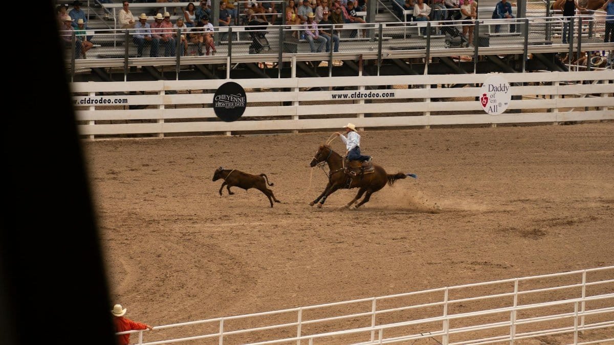 Exciting rodeo scene at Cheyenne Frontier Days capturing cowboy chasing calf.