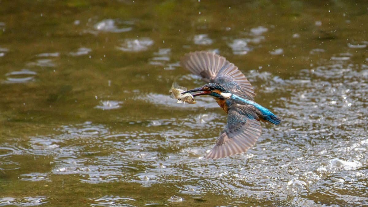 A dynamic shot of a common kingfisher catching a fish over a rain-dappled lake surface.