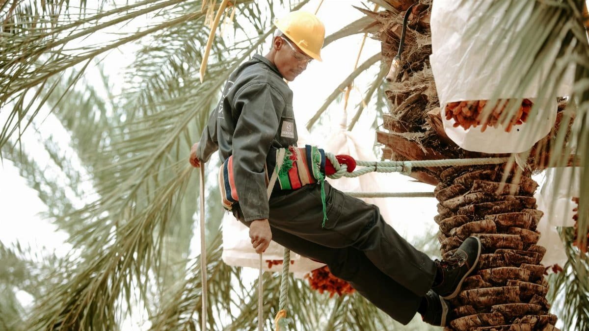 Worker harvesting dates from palm trees in Biskra, Algeria wearing safety gear.