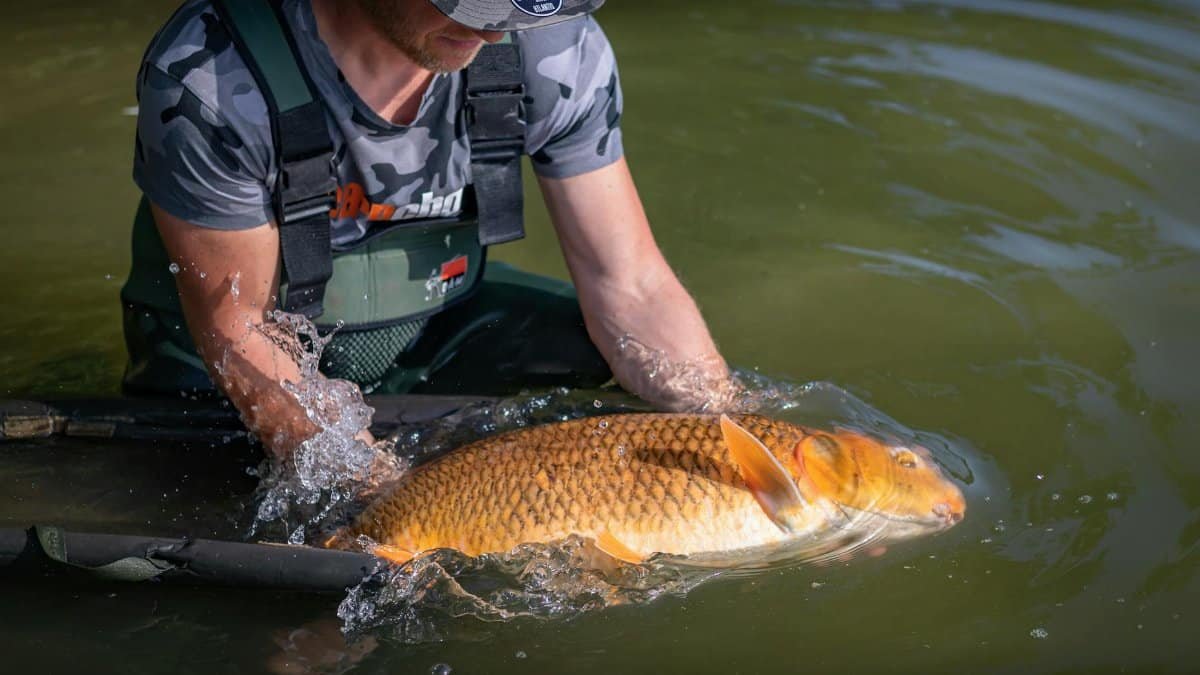 A fisherman gently releases a large carp into the water, showcasing catch and release fishing.