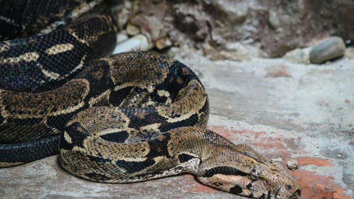 A close-up of a Colombian boa constrictor (Boa imperator) lying on a rocky surface in natural light.