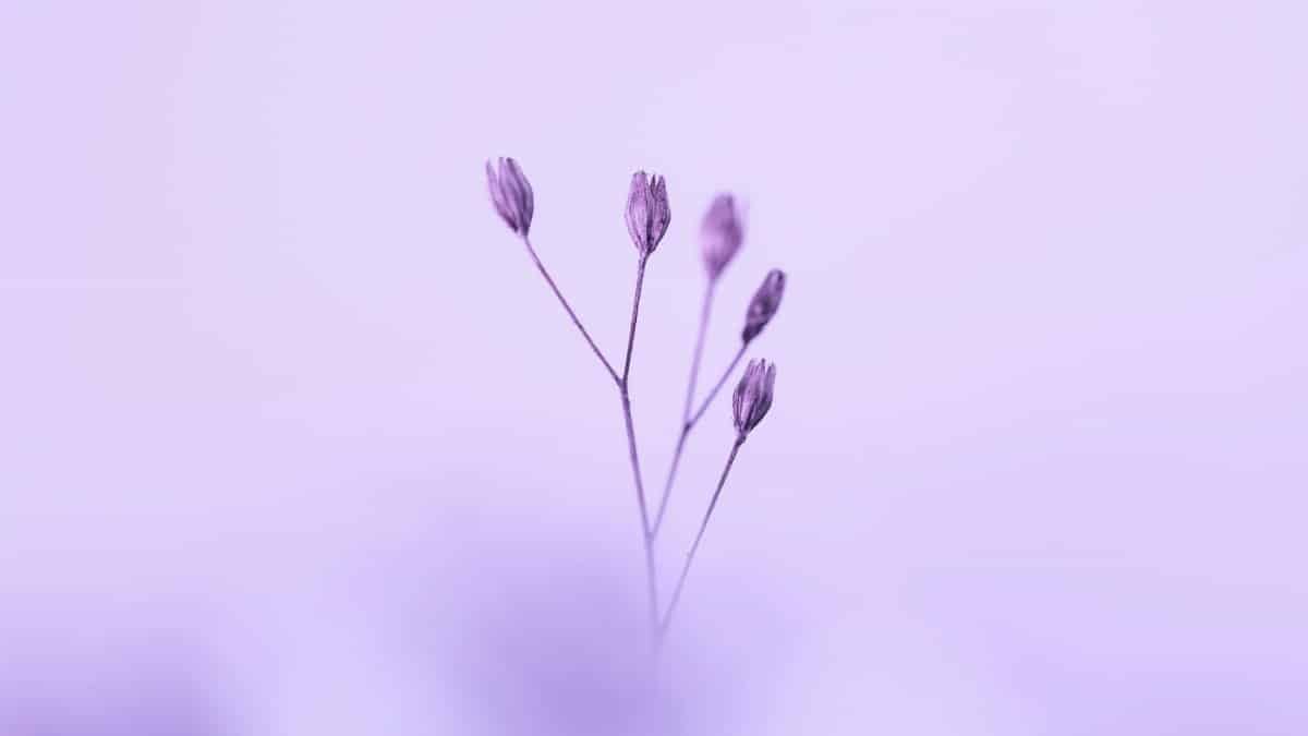 Minimalist image of dried lavender stalks with soft focus on a purple background. Perfect for nature-inspired designs.