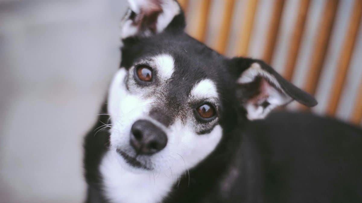 From above adorable black smooth haired dog with white muzzle sitting on asphalt ground and looking at camera attentively