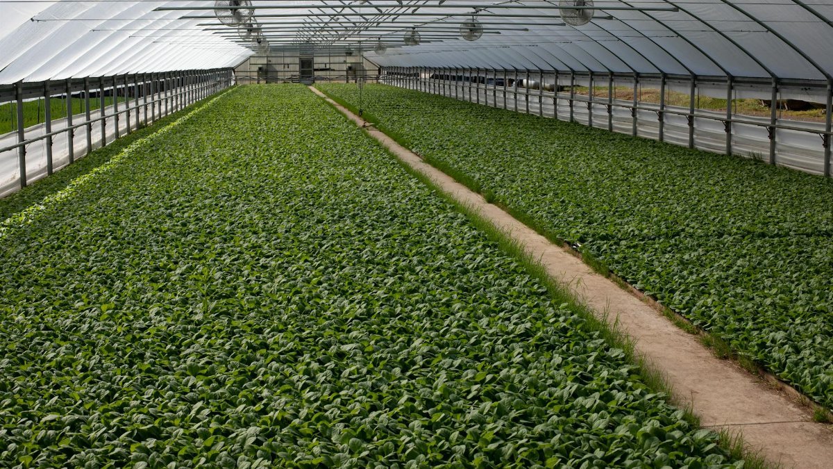 Expansive view of a lush greenhouse filled with thriving green plants, showcasing agricultural abundance.