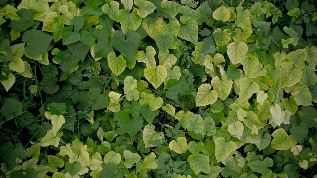 A dense carpet of green ivy leaves forms a lush and natural outdoor backdrop, perfect for nature themes.
