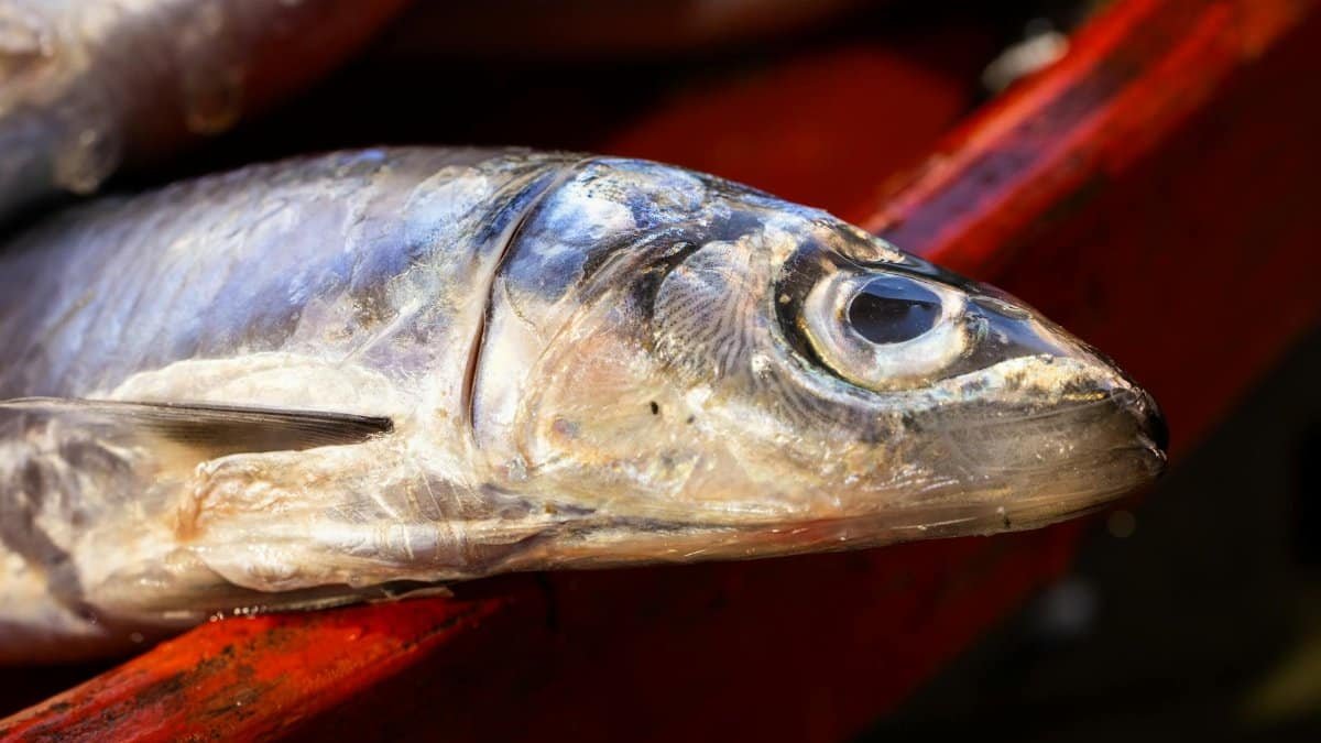 Detailed close-up of a fresh raw fish placed on a red surface at a market.