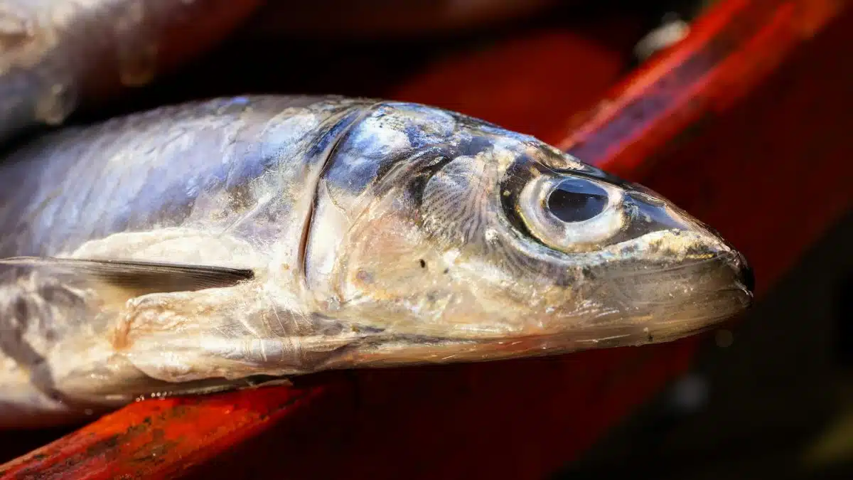 Detailed close-up of a fresh raw fish placed on a red surface at a market.