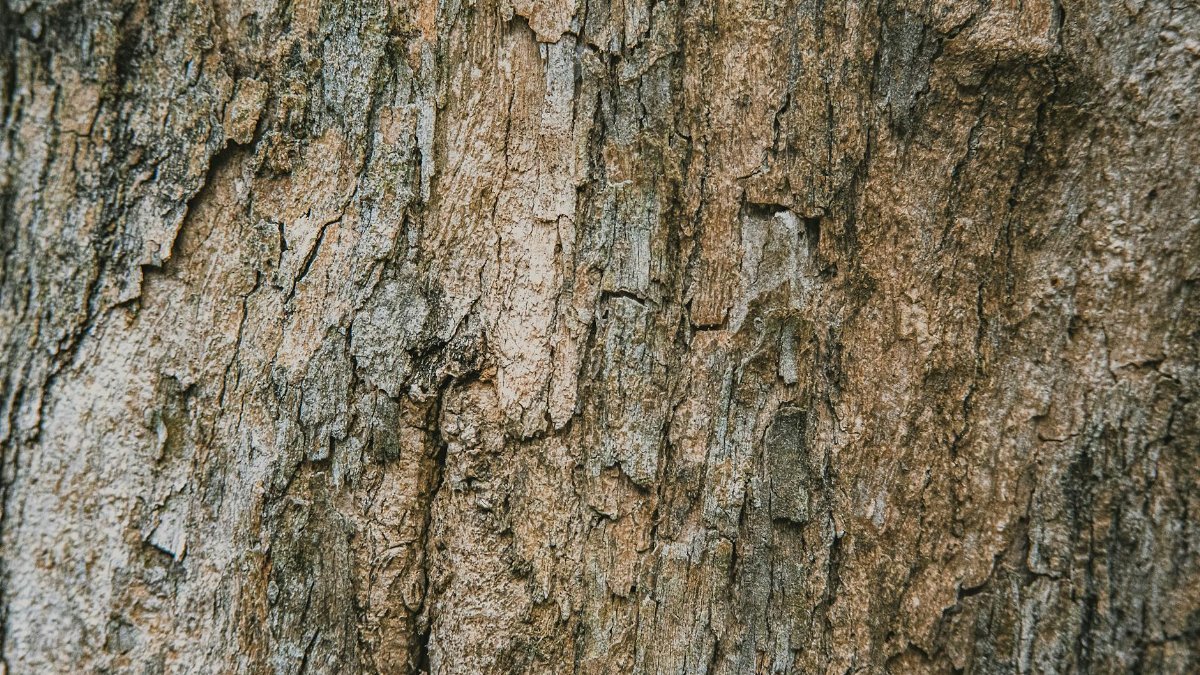 Textured backdrop of aged tree trunk with rough irregular surface and dense structure in daytime