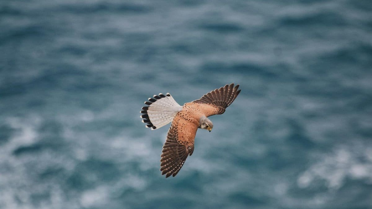 A common kestrel in flight, showcasing its plumage against a backdrop of ocean waves.