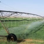 A sprinkler system irrigating lush green agricultural fields in Tabuk, Saudi Arabia under a clear sky.