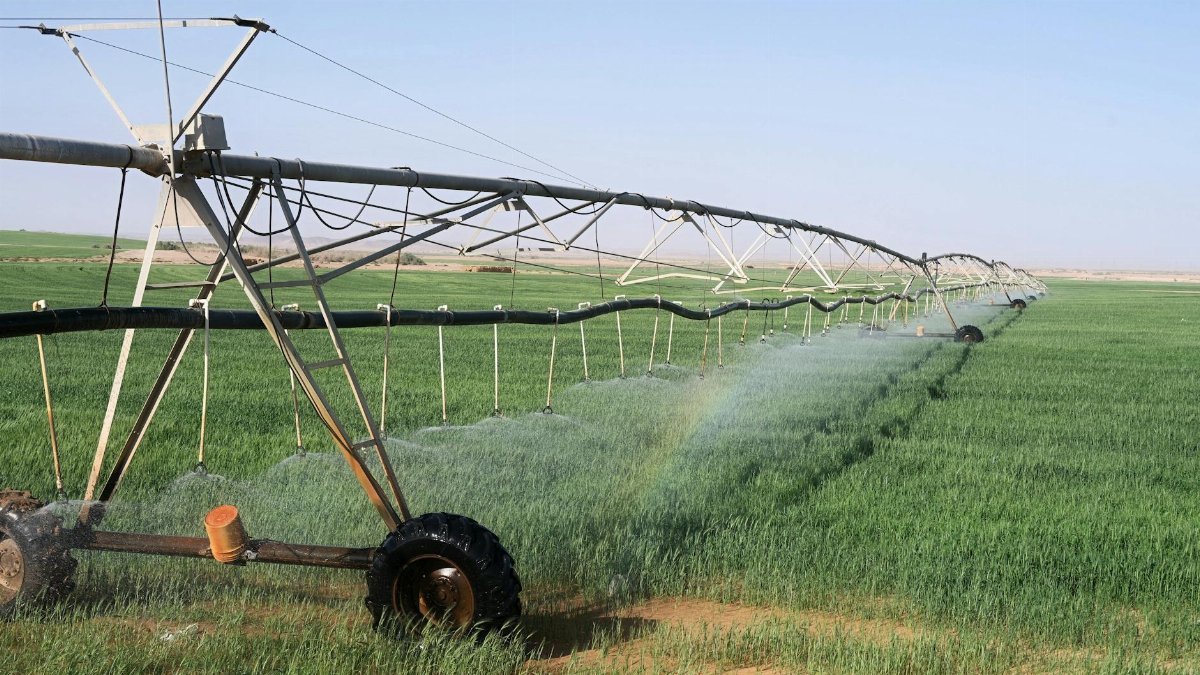 A sprinkler system irrigating lush green agricultural fields in Tabuk, Saudi Arabia under a clear sky.