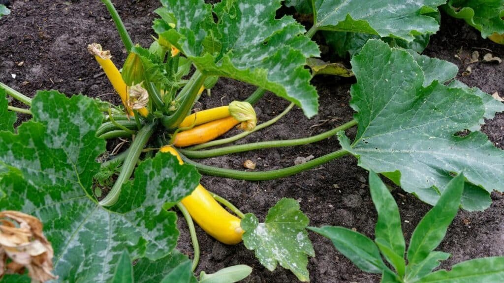 Vibrant yellow zucchini plant thriving in an outdoor garden in Germany.