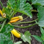 Vibrant yellow zucchini plant thriving in an outdoor garden in Germany.