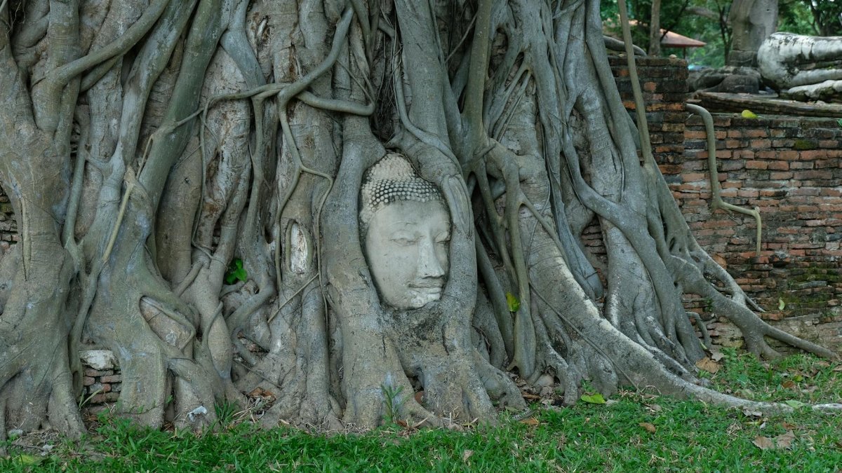Serene Buddha head entwined in tree roots at Wat Mahathat, Ayutthaya, Thailand, embodying historical and spiritual significance.