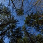 Capture of towering pine trees reaching towards clear blue sky, showcasing nature's grandeur.