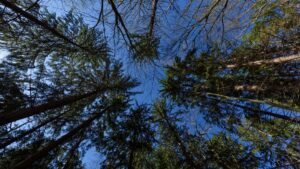 Capture of towering pine trees reaching towards clear blue sky, showcasing nature's grandeur.