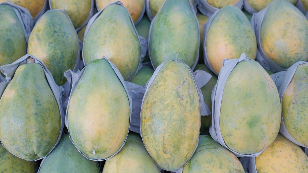 A vibrant collection of ripe green papayas neatly arranged, ideal for healthy eating concepts.