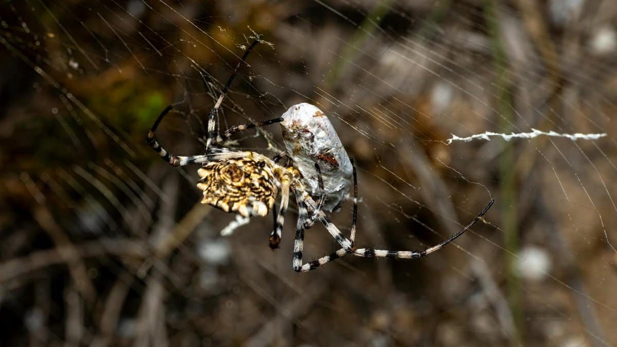 Detailed close-up view of an Argiope spider wrapping prey in its web, Valencia, Spain.