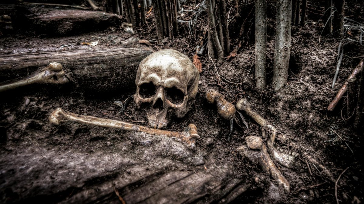 A haunting image of a skull and bones amidst forest roots, evoking mystery and intrigue.