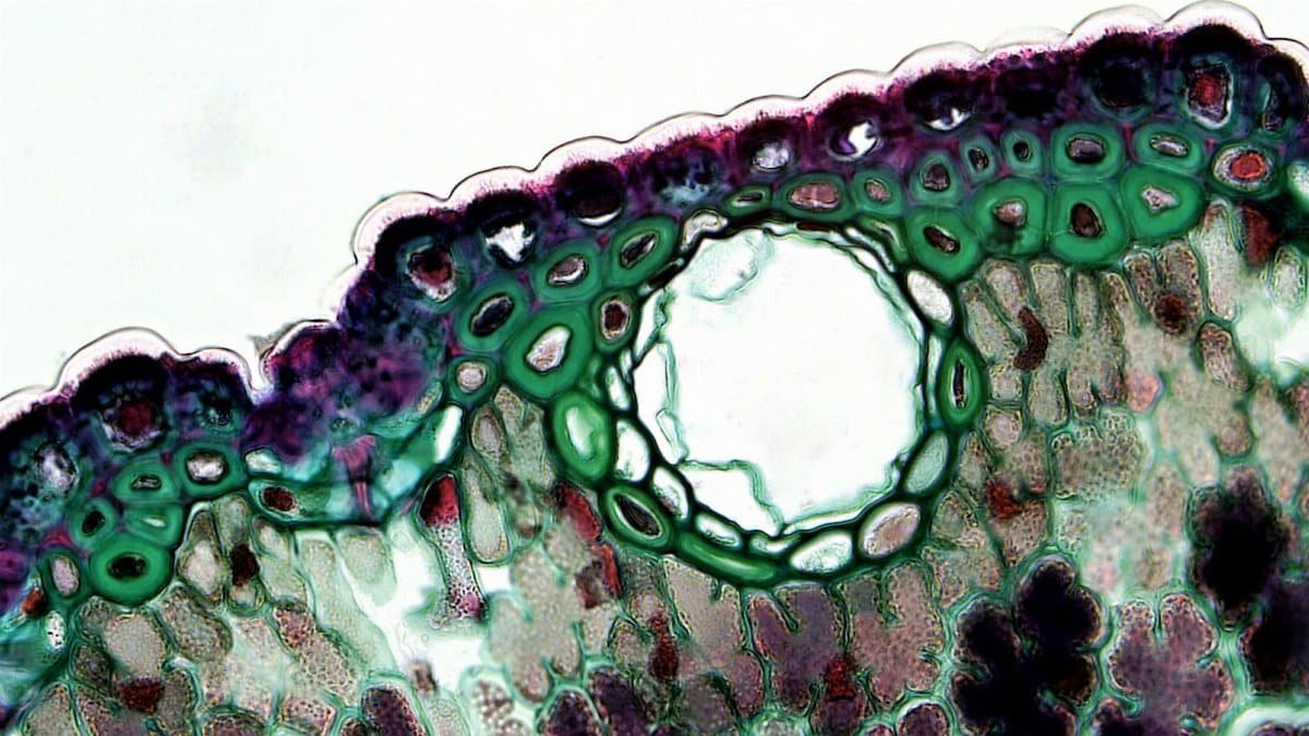 Microscope image showcasing a vibrant cross-section of a plant cell, highlighting its cellular structure.
