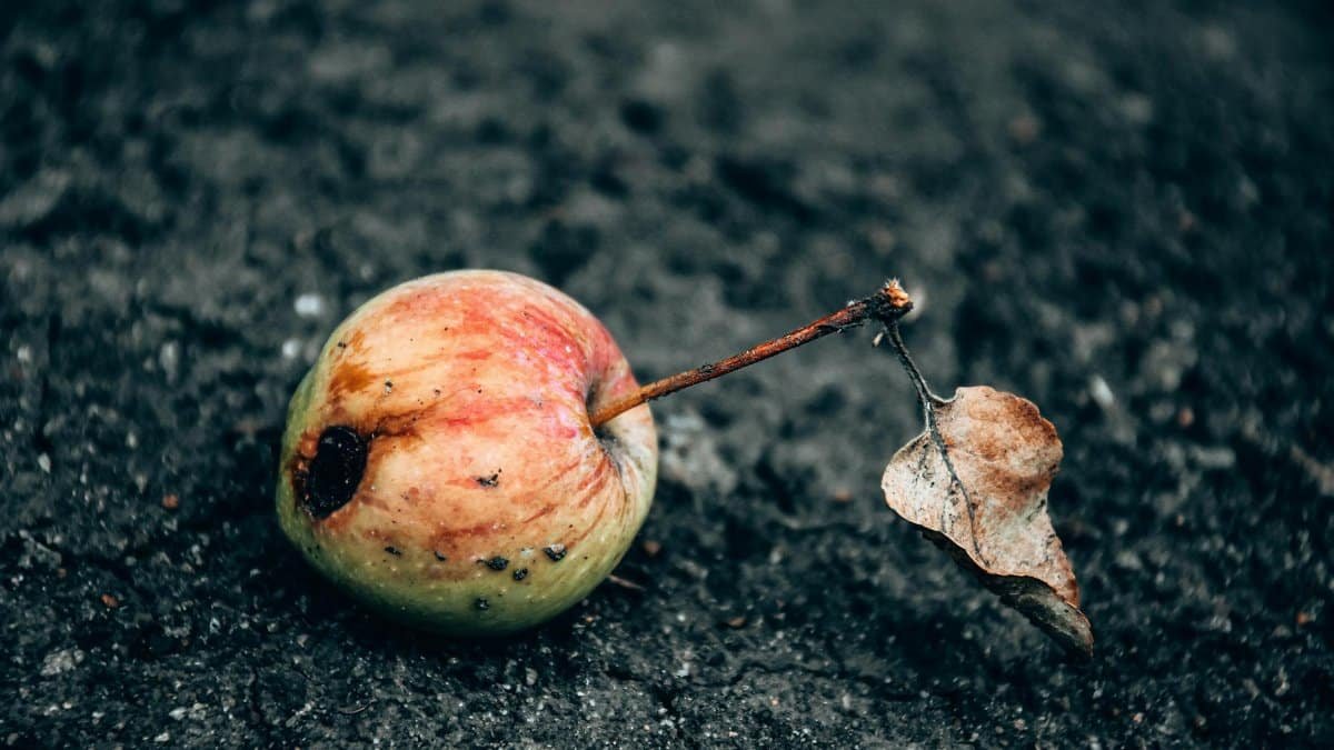 A close-up of a rotten apple with a dried leaf on dark soil, highlighting decay and nature's cycle.