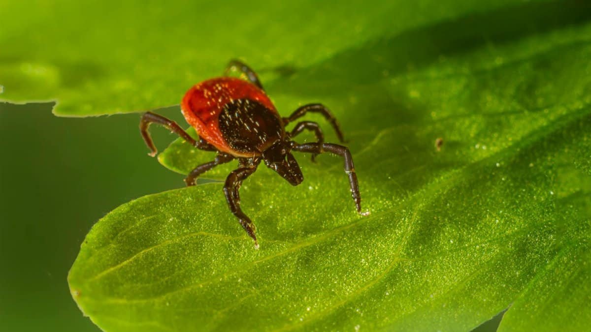 A detailed macro shot of a tick on a green leaf, showcasing nature's tiny details.