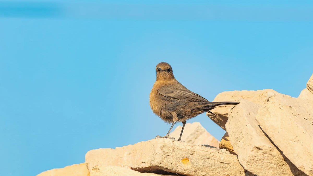 Close-up of a Familiar Chat bird perched on rocks under a clear blue sky, capturing its natural habitat.