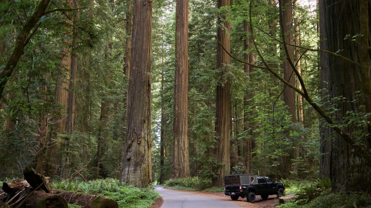 A peaceful drive through a stunning redwood forest with lush greenery and towering trees.
