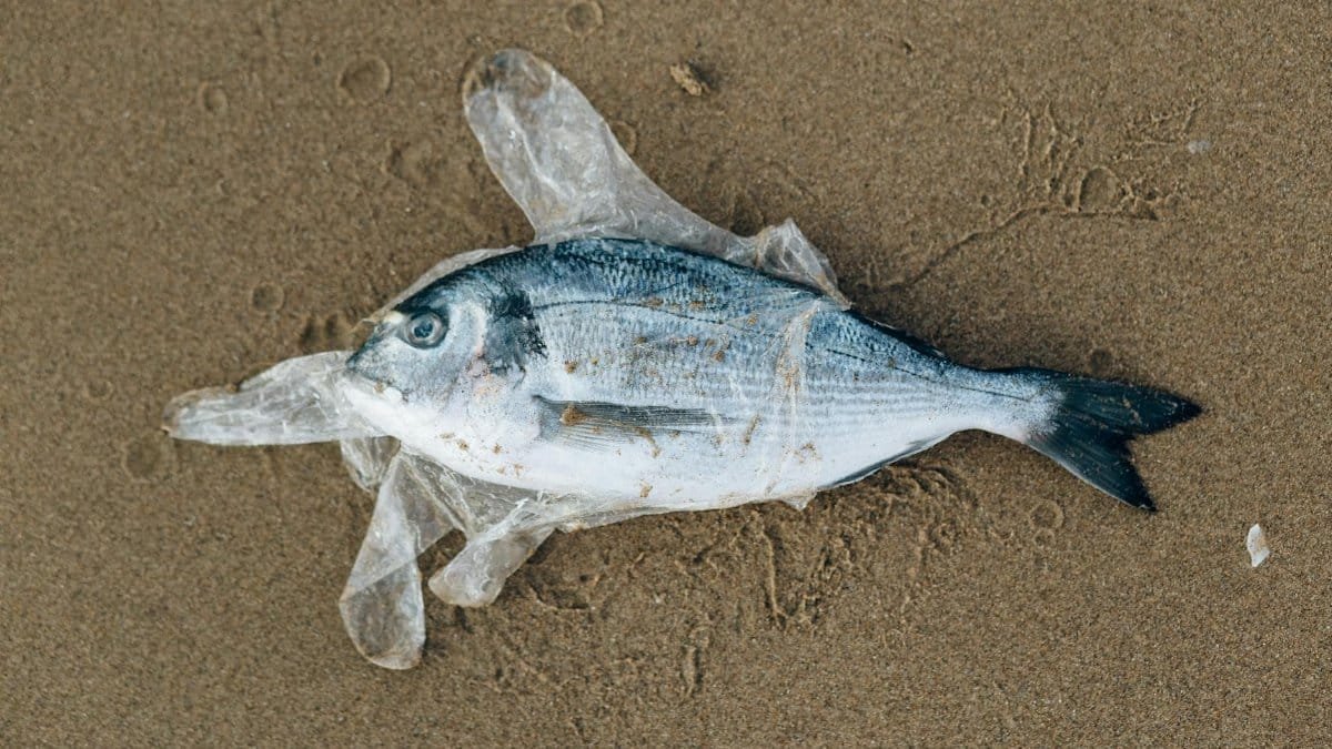Fish trapped in plastic debris on a sandy beach, highlighting ocean pollution.
